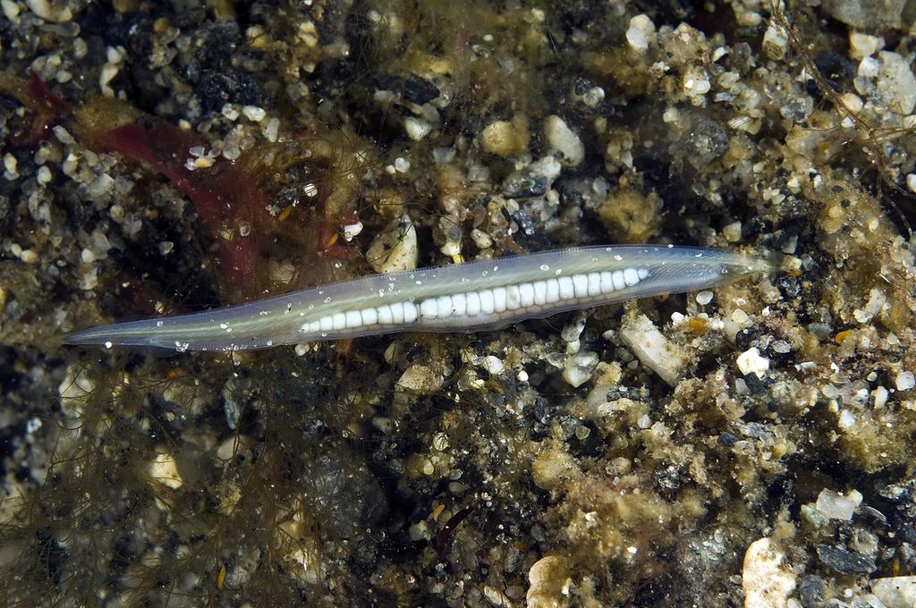 Lansettfisk, som er lansettformet, nesten glassklar og opptil 7 cm lang. Foto.