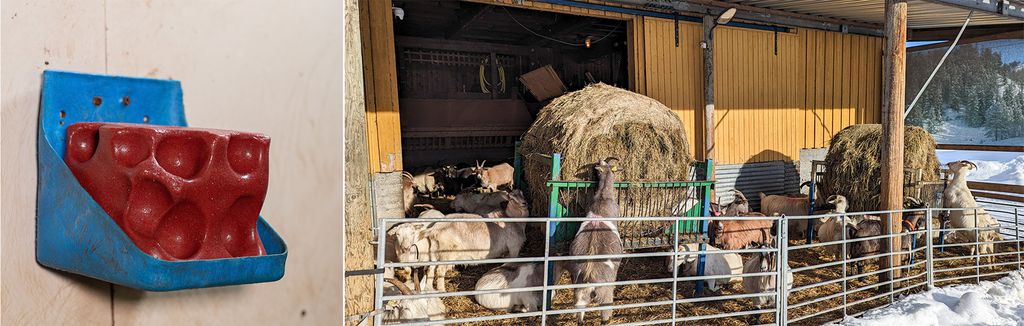 En rød saltslikkestein og en geiteflokk ute i ei innhegning. Geitene eter av to rundballer som er plassert i innhegninga. Foto.