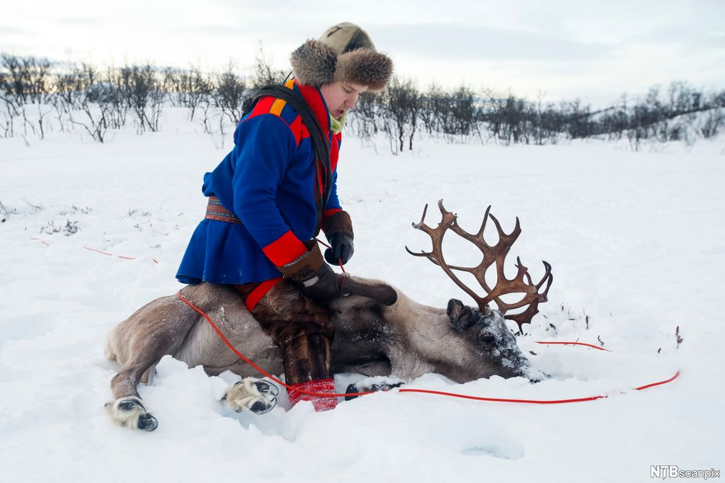 Et reinsdyr er lagt i bakken i snøen, og en person i samiske klær sitter oppå reinen. Foto.