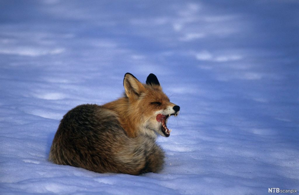 Rødrev ligger på snø og slikker seg om munnen. Foto.