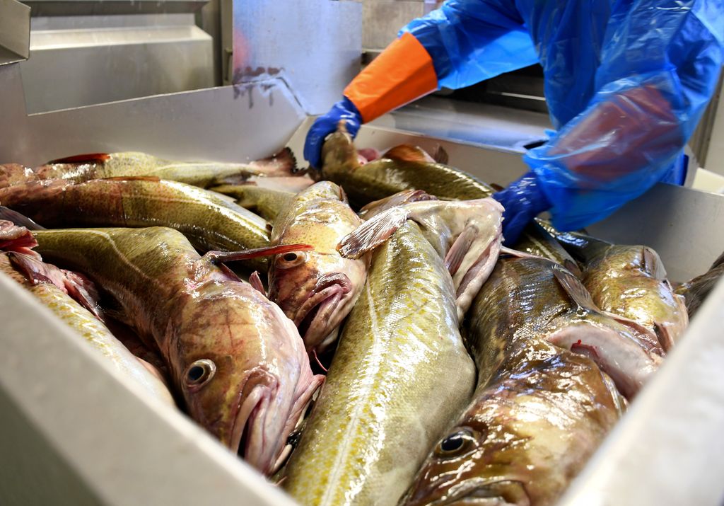En person med hansker og arbeidsklær håndterer flere store fisker i en balje på et fiskemottak. Foto.