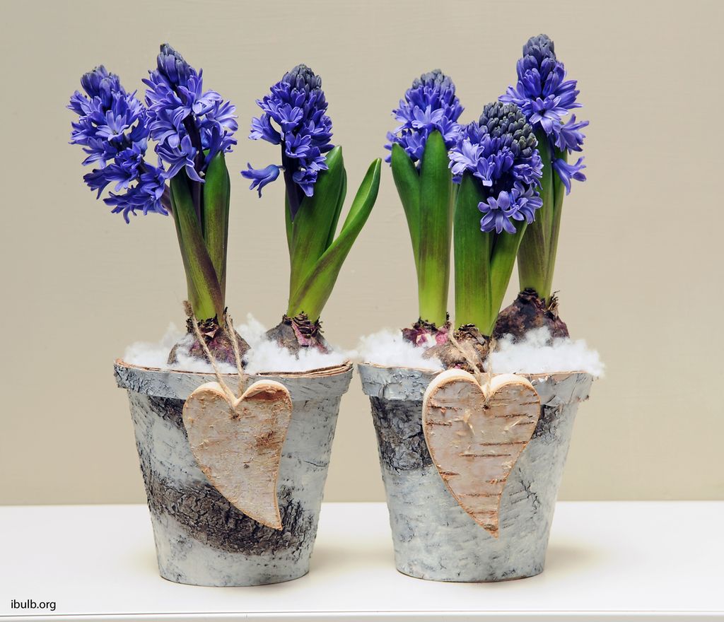 To potter med blå blomster. Pottene er pyntet med hjerter av tre. Foto.