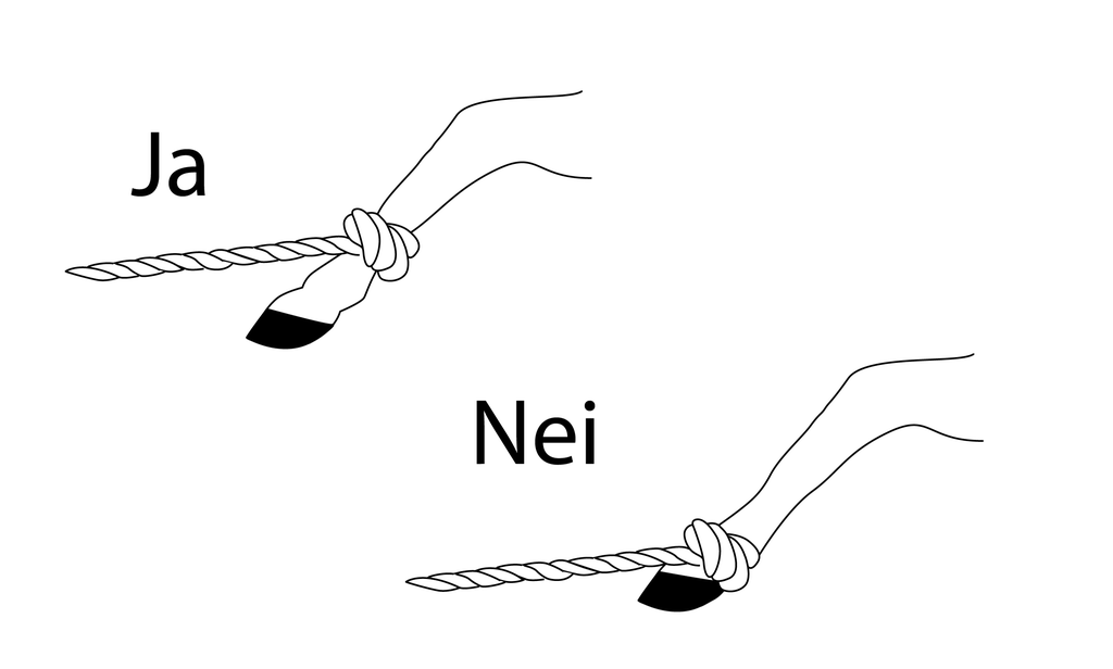 Tegninger av to kalvebein. På det ene er det bundet et tau litt oppe på leggen, dette er riktig framgangsmåte. På det andre beinet er tauet festa rett over klauven, dette er feil. Illustrasjon.