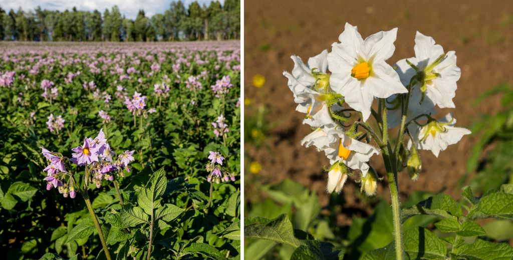 To bilder av blomstrende potetplanter, noen blomster er lys lilla og andre er hvite. Foto.