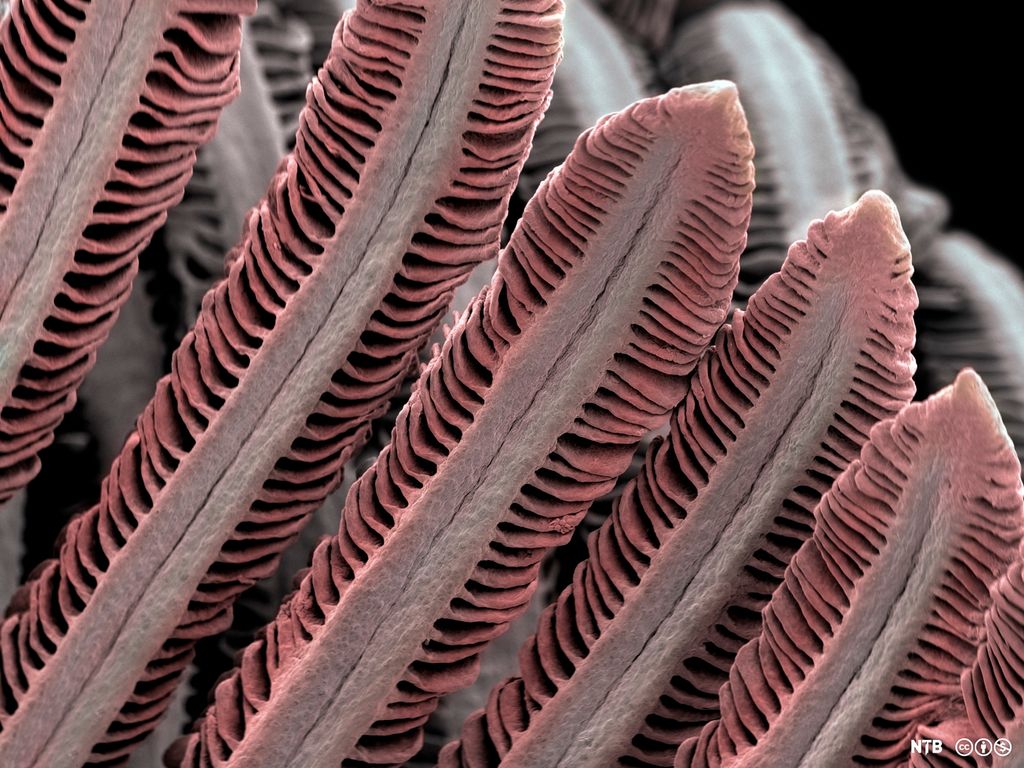 Gjellefilamenter med lameller. Elektronmikroskopfoto.