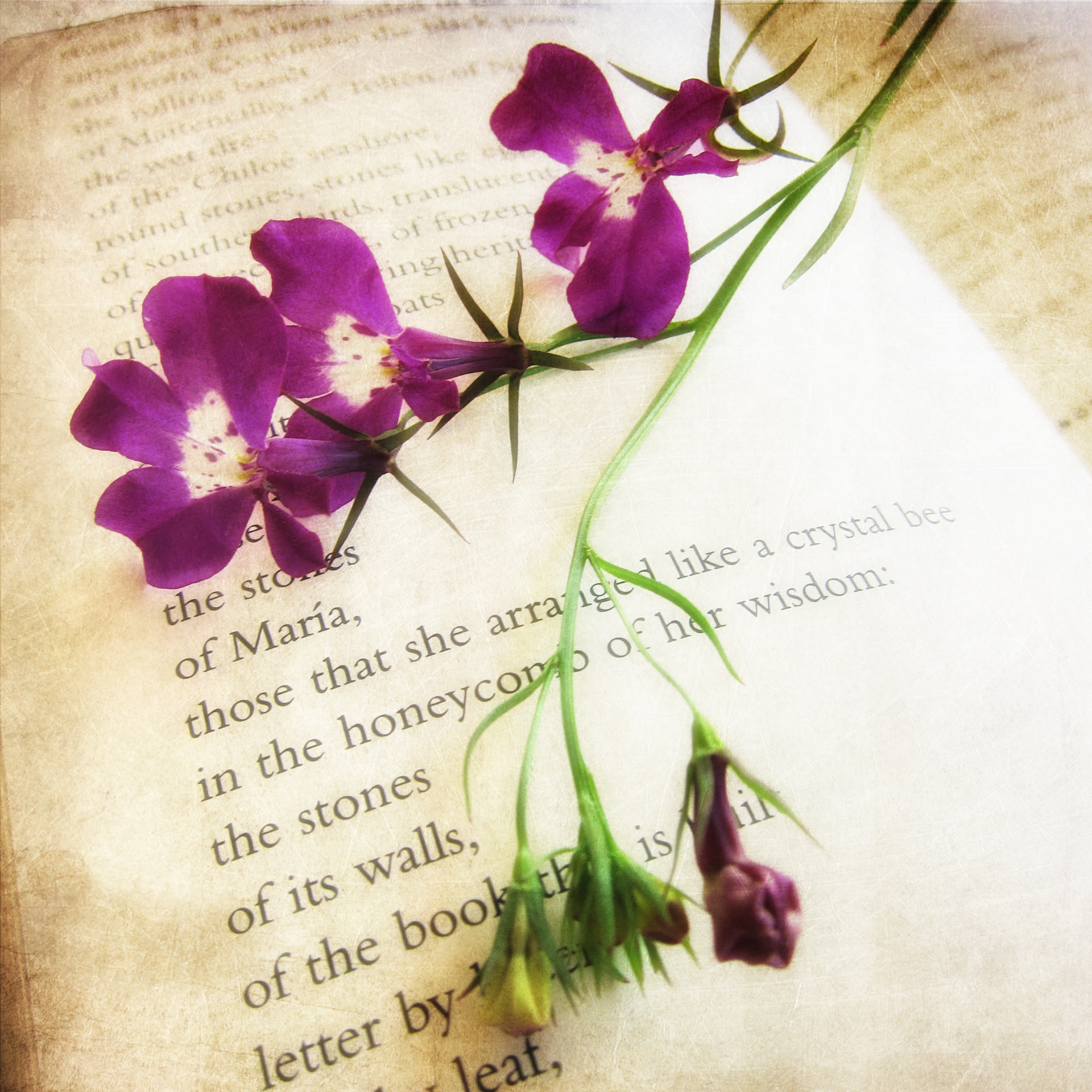 Book of poetry open to a page with a purple flower accross it. Photo.