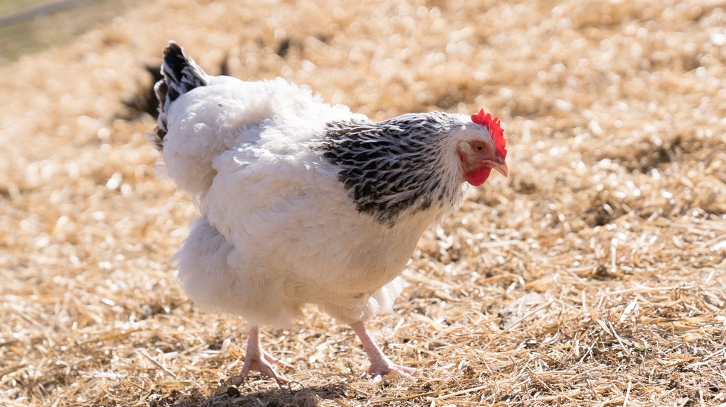 Ei kvit høne med svarte fjær i nakkepartiet og på stjerten går rundt i sola på halmseng. Foto.