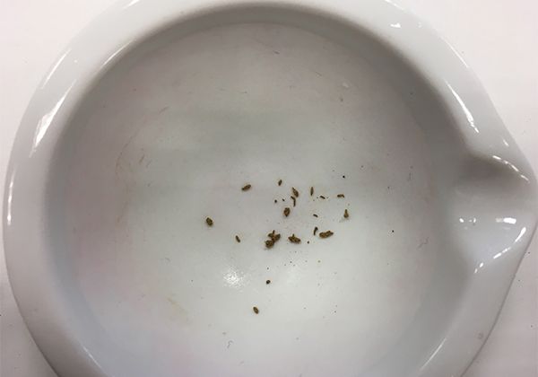 Svarte partikler i hvit morter sett ovenfra. Foto.
