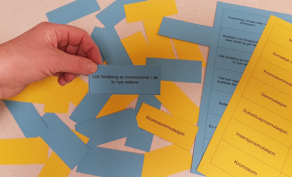 Spillkort med begreper og forklaringer. Foto.