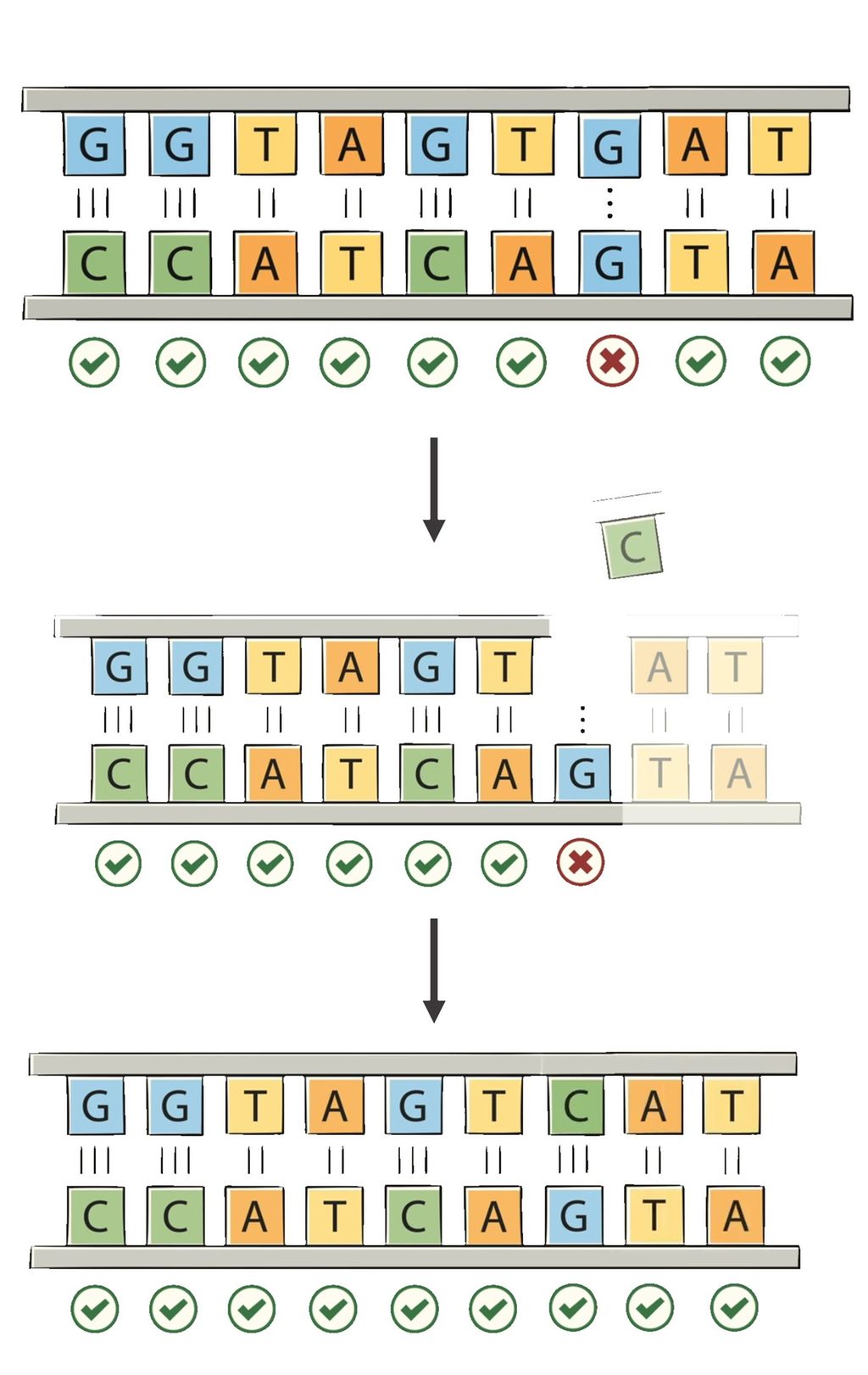 En serie med bilder som viser prosessen ved DNA-reparasjon, der en del av DNA-et blir byttet ut med en ny del. Illustrasjon. 