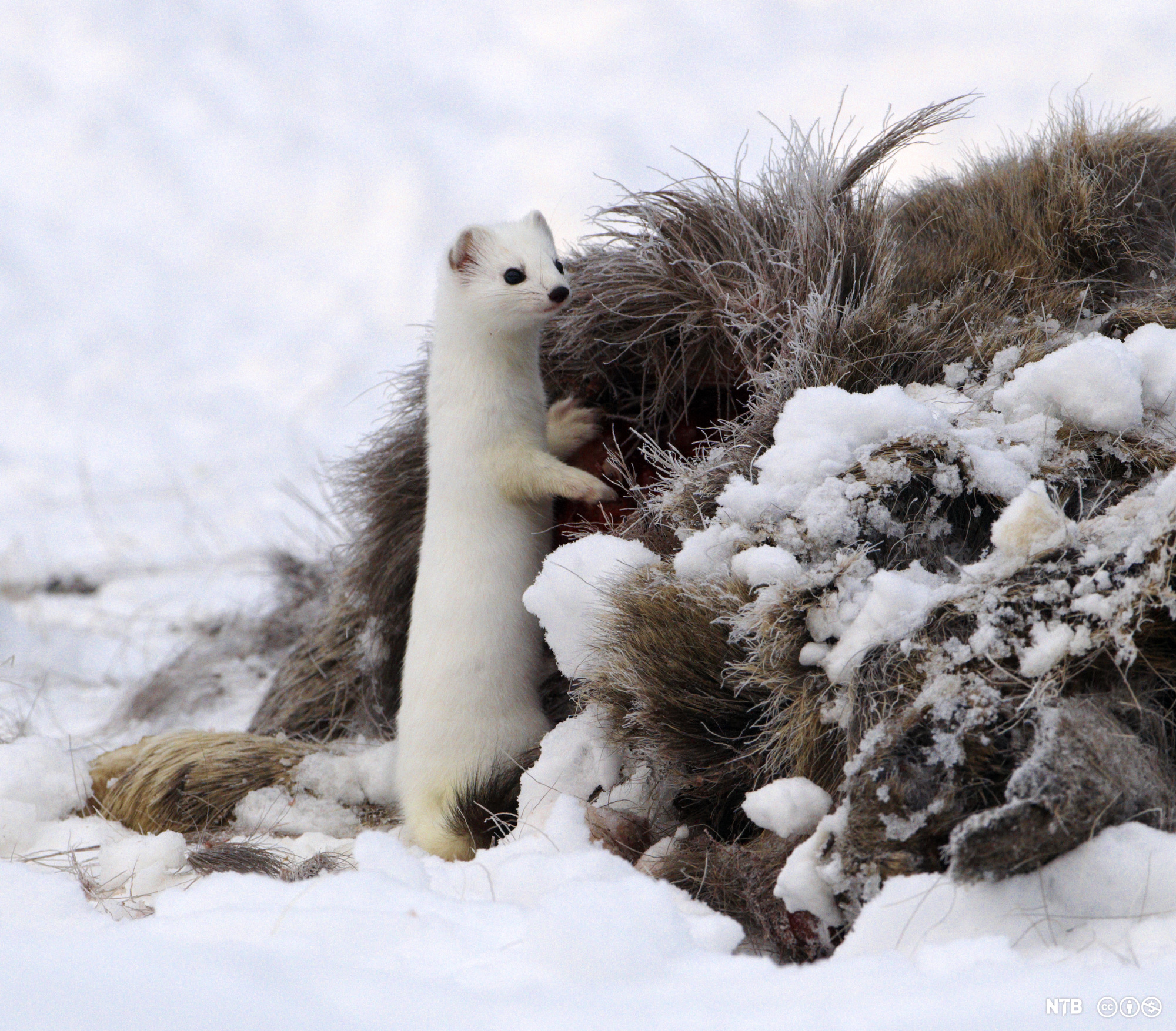 Hvit røyskatt står oppreist på bakbeina mens den støtter en pote til et elgkadaver. Foto.