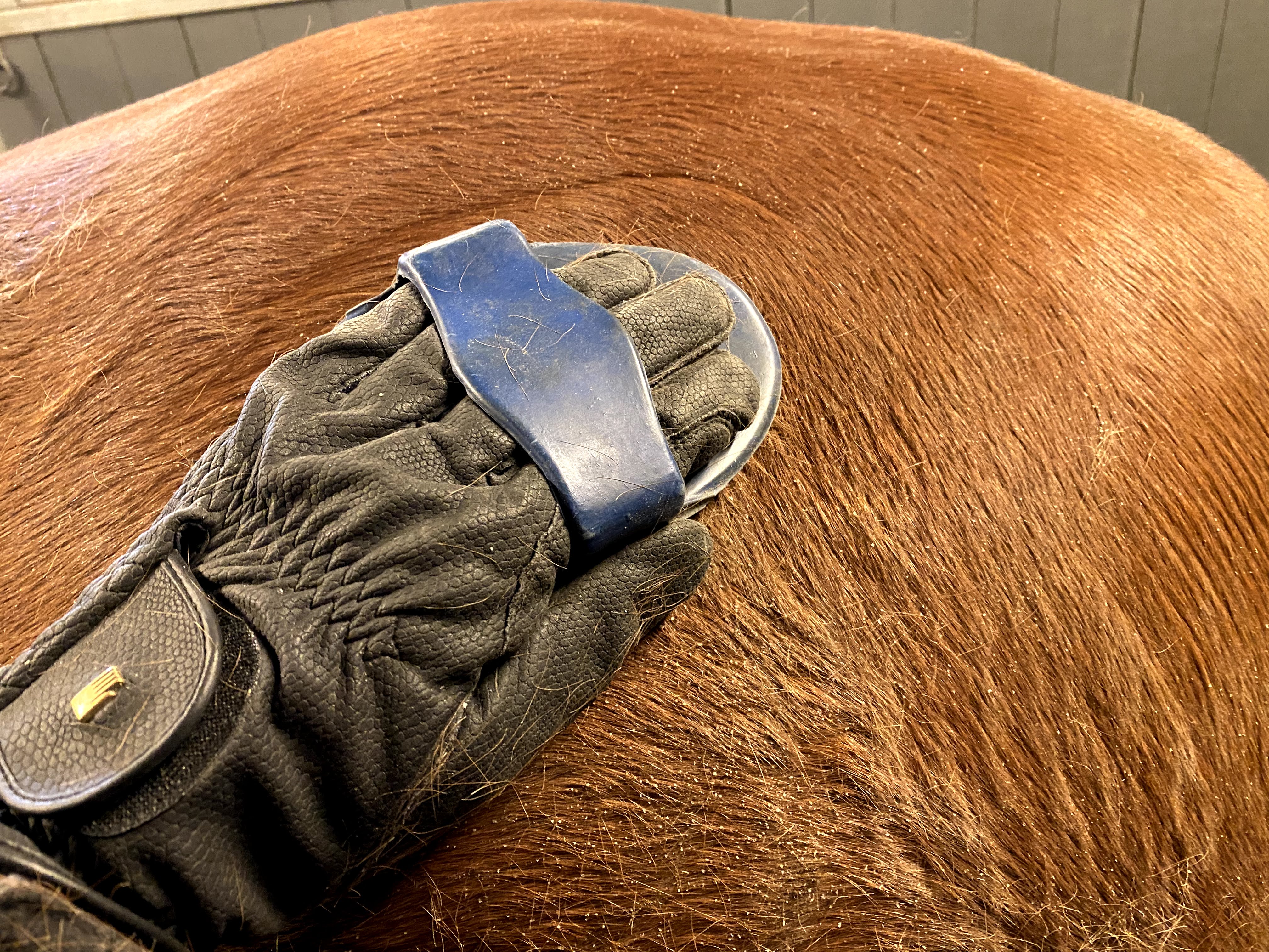 Hest R Stell av hest - Naturbasert produksjon og tjenesteyting (NA-NAB vg1) - NDLA