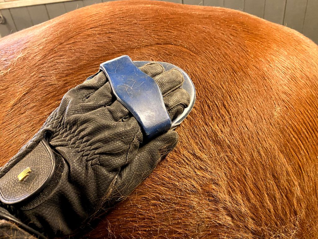 Hanskekledd hånd med rundbørste på hest. Foto.