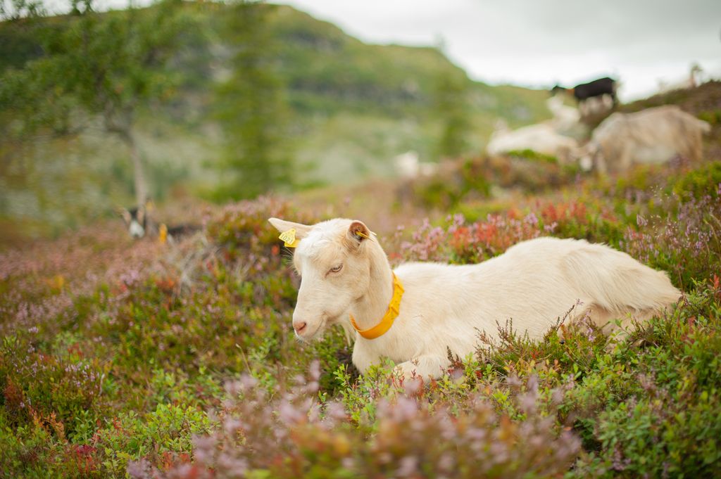 Ei kvit geit ligger i røsslynghei. Det er flere geiter i bakgrunnen. Foto.