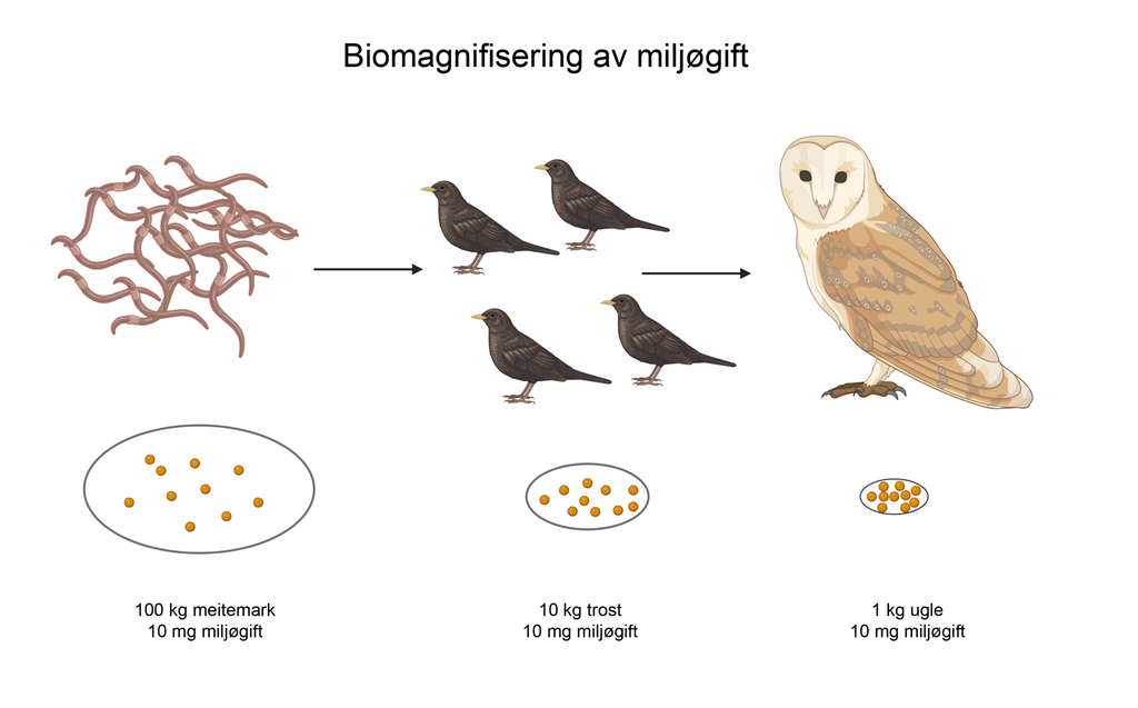 Konsentrasjonen av miljøgifter øker i en næringskjede med meitemark, trost og ugle. En ugle med en biomasse på 1 kilogram som spiser trost tilsvarende 10 kg som i sin tur spiser meitemark tilsvarende 100 kg. Mengden miljøgift er konstant, men fordeles på stadig mindre biomasse i næringskjeden, fra meitemark til trost til ugle. Illustrasjon.