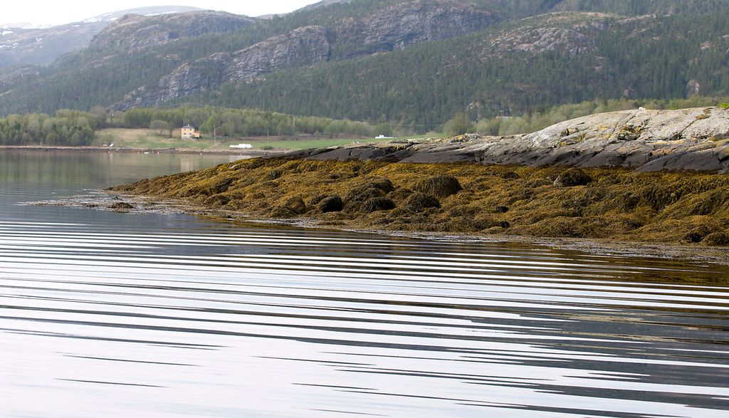 Kystlandskap ved fjære sjø eller lavvann med stort område med tang som ligger over havnivået. Foto.