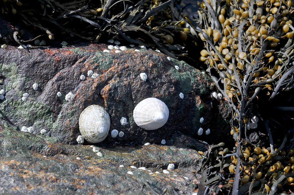 Sneglehus, fjærerur og blæretang kommer til syne på en stein i fjæra. Foto.