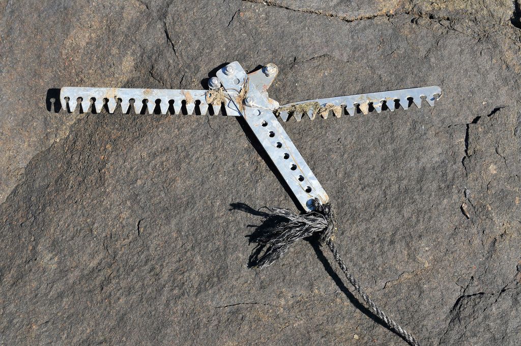 Tangrive på svaberg. Foto.