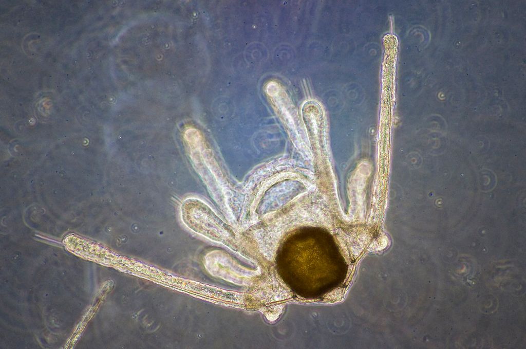 Organisme med åtte bein og et mørkt felt som minner om et hode. Foto.