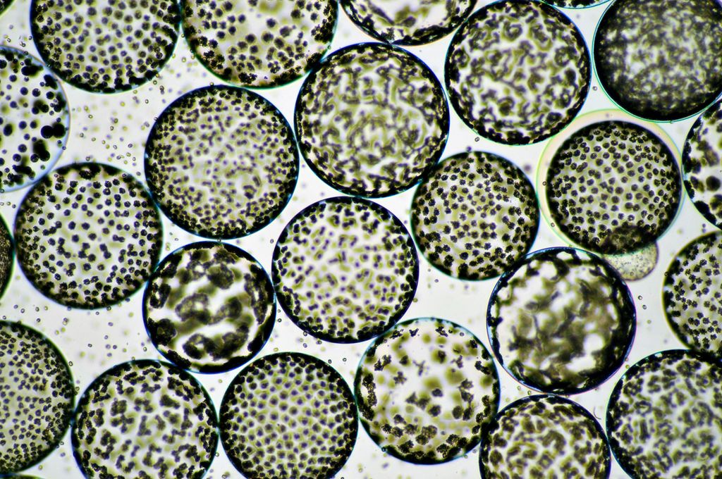 Gjennomsiktige kuler med grønne strukturer inni. Foto.