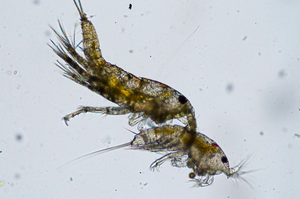  To rekeliknende dyr som er delvis gjennomsiktige. Foto.