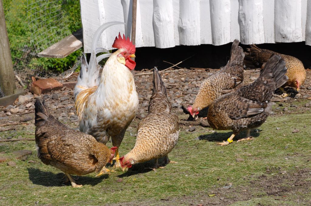 Jærhøns ute på tunet. Foto. 