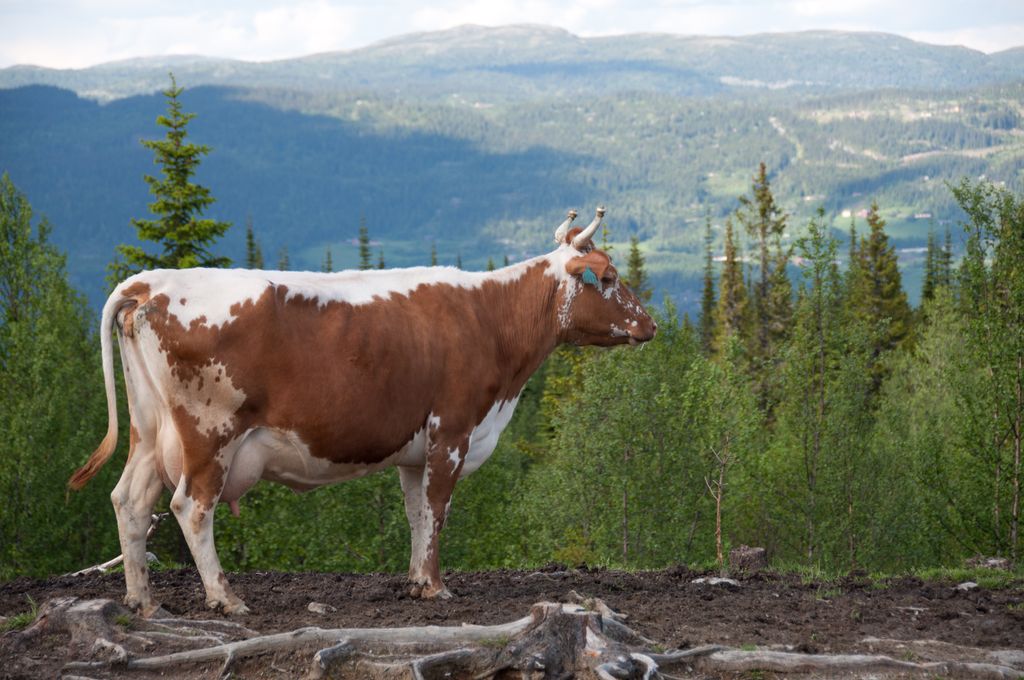 Brun og kvit ku med horn. Foto.