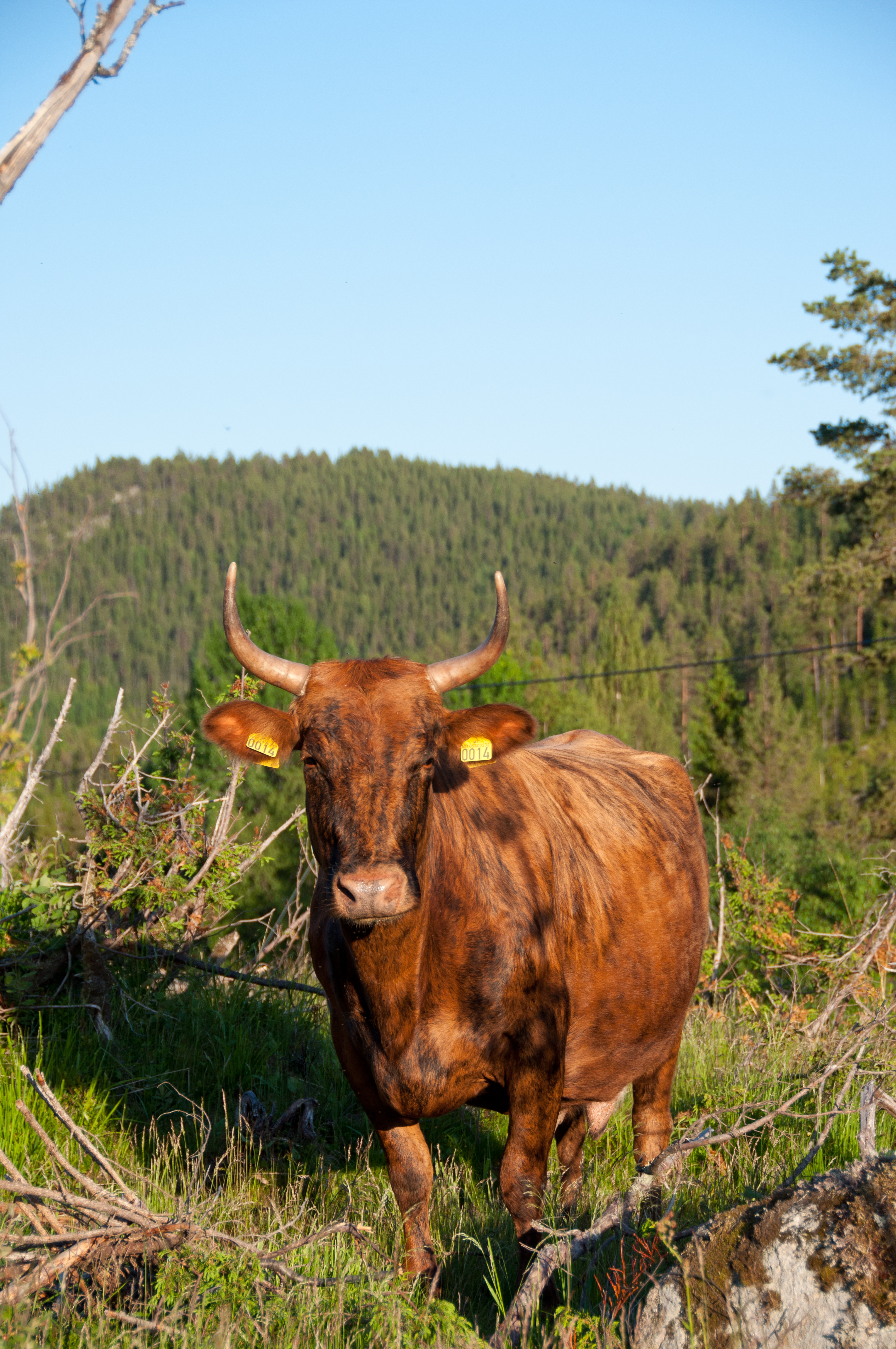 Brun og svartspraglete ku med store horn på utmarksbeite. Foto. 