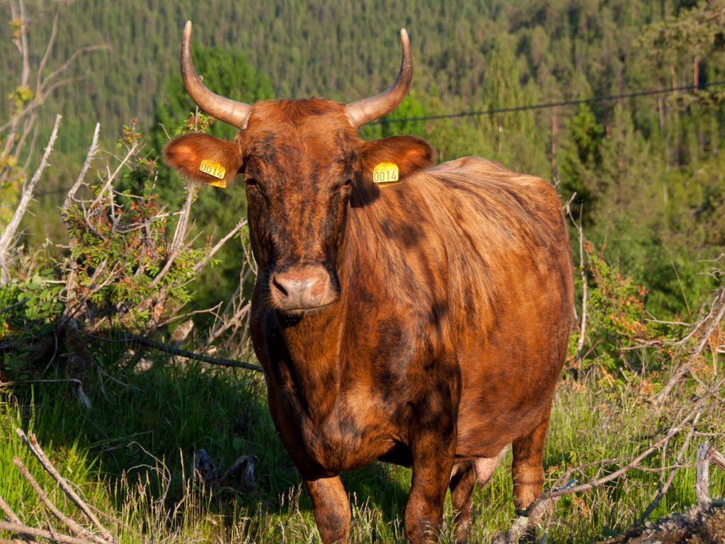 Brun og svartspraglete ku med store horn på utmarksbeite. Foto.