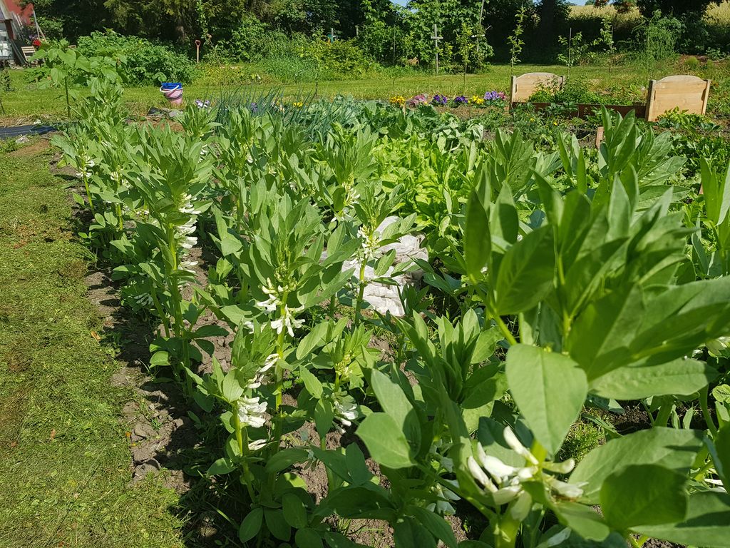 Kjøkkenhage med store, grønne planter med kvite blomster. Foto.