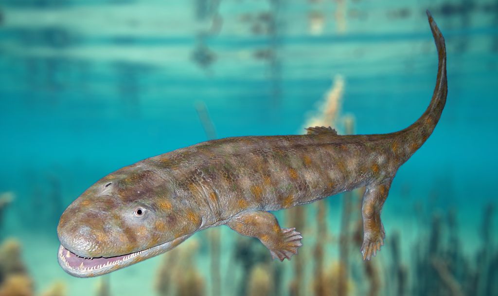 Modell av Acanthostega i vann. Illustrasjon.