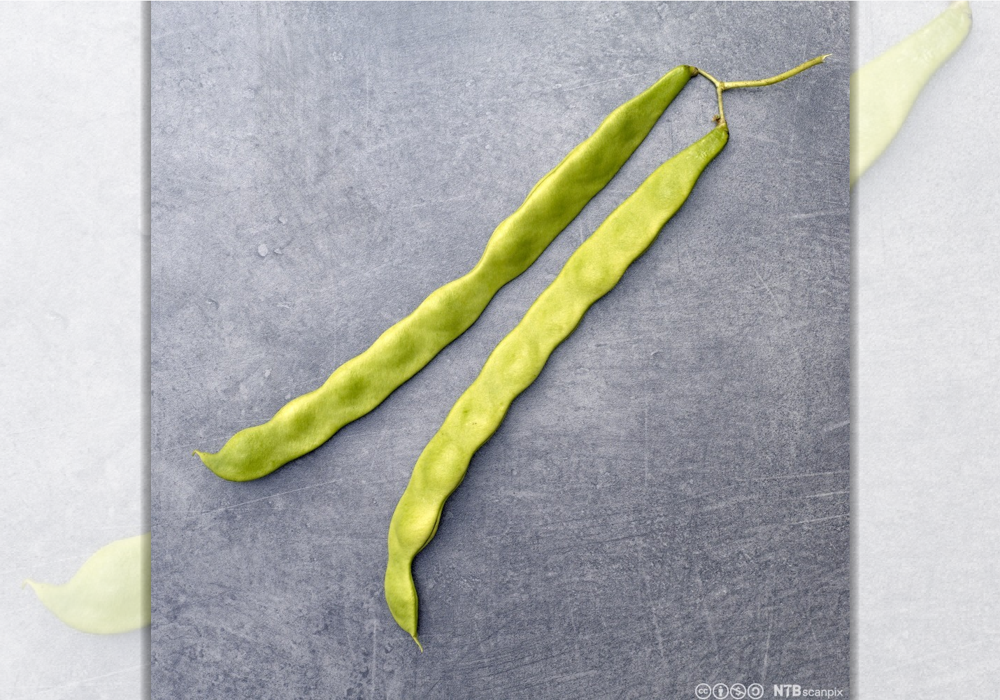 To lange, grønne skolmer med tydelig form av bønnene inni. Foto.