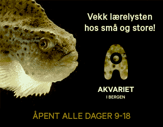 En såkalt "gif" som viser en rognkjeks som beveger seg i en nettannonse. Til høyre for rognkjeksen ser vi tittelen "Vekk lærelysten hos små og store!" og logoen til Akvariet i Bergen. Nederst i annonsen er åpningstidene til akvariet oppgitt. Animasjon.