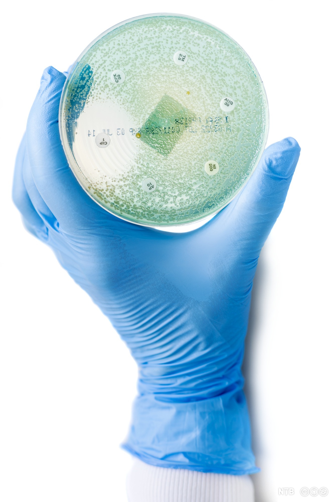Ei hånd med blå hanske som holder en petriskål. Petriskålen inneholder dyrkede bakterier og antibiotikatabletter. Rundt den ene tabletten er det et felt uten bakterier. Foto.