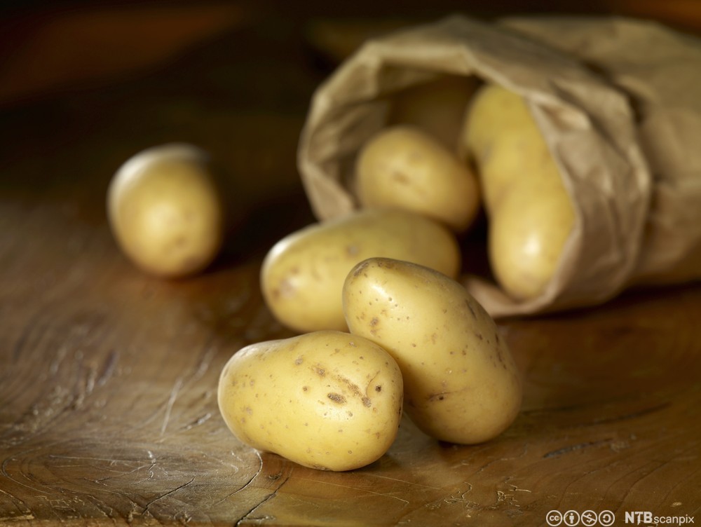 Potetsorten amandine. Foto