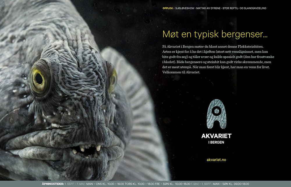 Annonse for Akvariet i Bergen. Portrettet av en steinbit står til venstre i annonsen. Til høyre står denne teksten: "Møt en typisk bergenser ... På Akvariet i Bergen møter du blant annet denne Flekksteinbiten. Arten er kjent for å ha det i kjeften (stort sett vennligsinnet, men kan bite godt fra seg) og tåler vær og kulde spesielt godt (den har frostvæske i blodet). Både bergensere og steinbit kan godt virke skremmende, men det er mest utenpå. Når man først blir kjent, har man en venn for livet. Velkommen til Akvariet." Logoen til akvariet er plassert nedenfor, og åpningstidene er oppgitt. Faksimile.