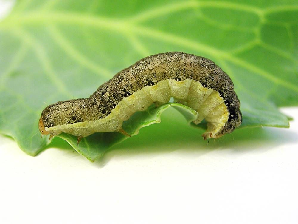 Larve med svart overside og gul underside går langs bladkant. Foto.