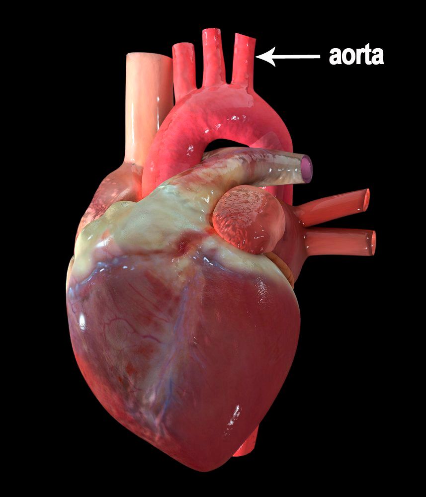 Hjerte  og aorta. Illustrasjon.