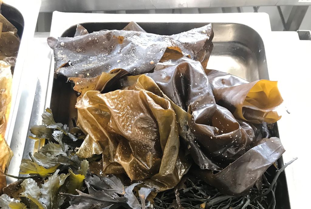 En bakke med forskjellige typer tang og tare. Foto.