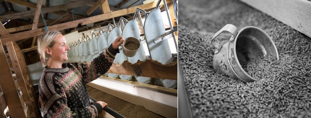 Kollasj av bilde av bonden som manuelt tildeler kraftfôr i et geitefjøs og nærbilde av metallkopp i kraftfôr. Foto.