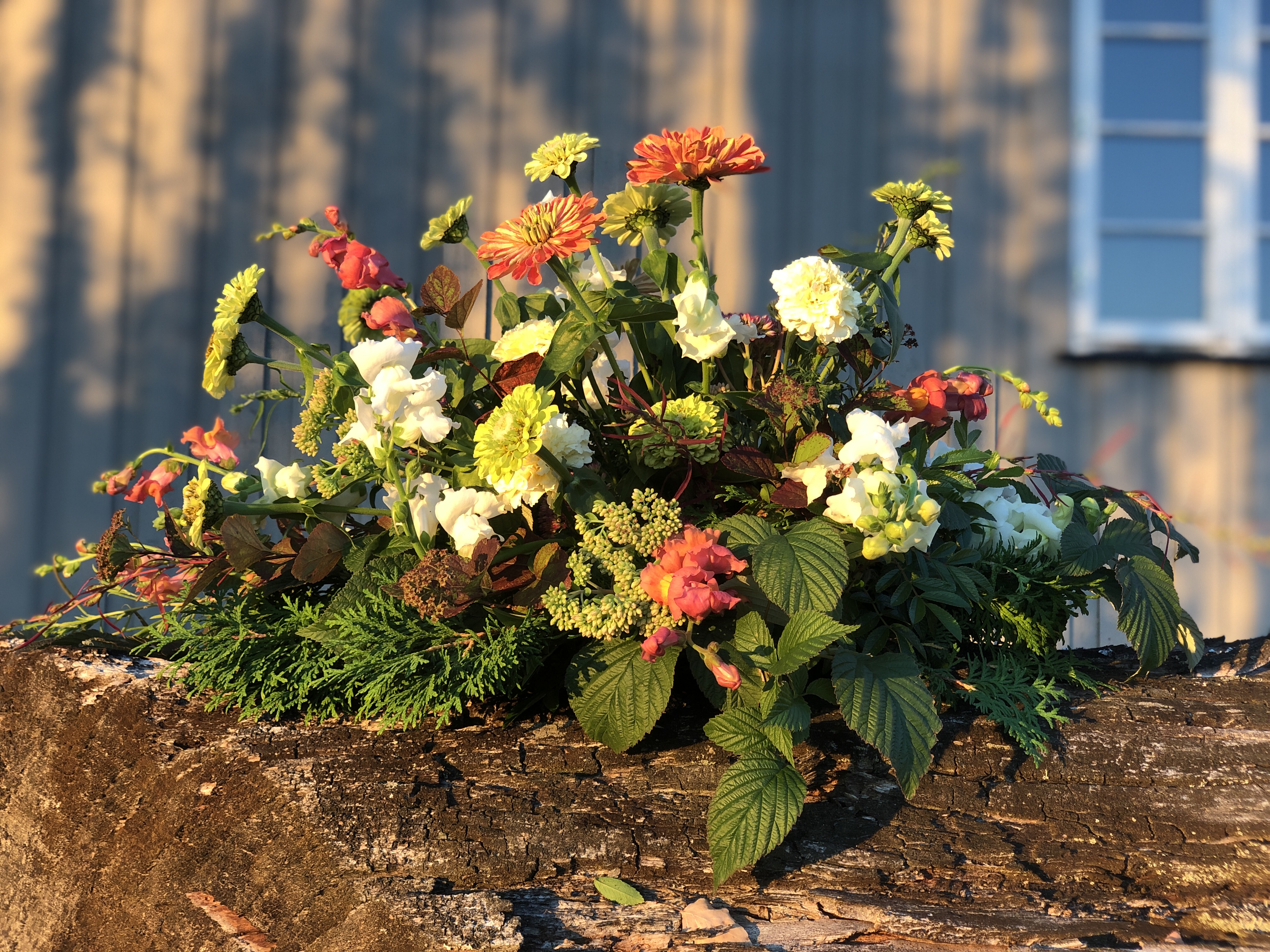 Båredekorasjon med zinnia og antirrhinum/løvemunn og grønn staffasje. Foto.