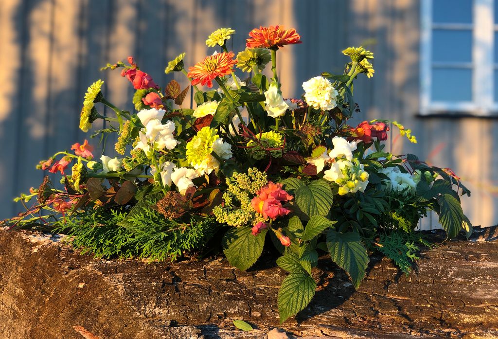Båredekorasjon med zinnia og antirrhinum/løvemunn og grønn staffasje. Foto.