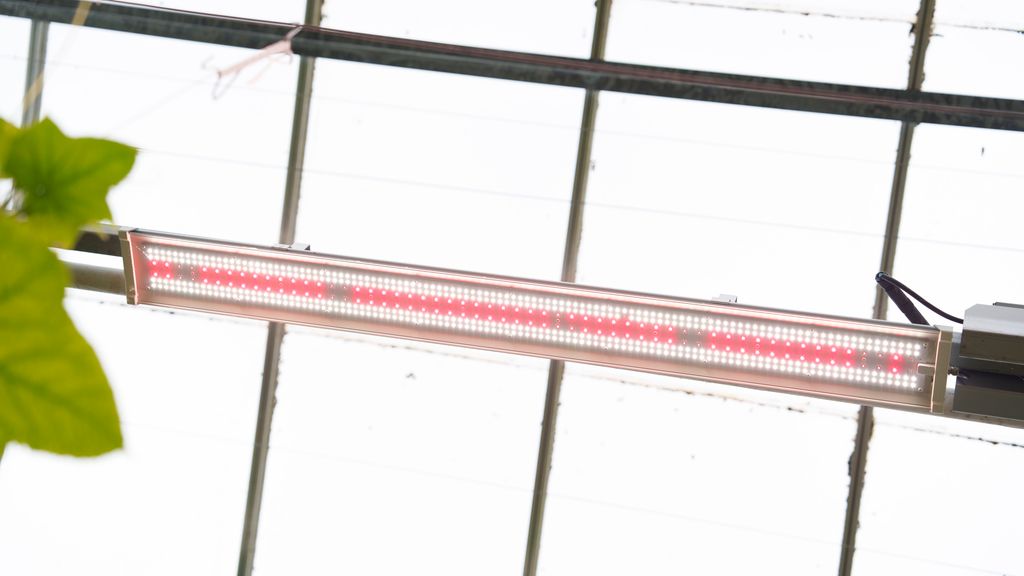 Lampe med rødt LED-lys i taket i veksthuset. Foto.