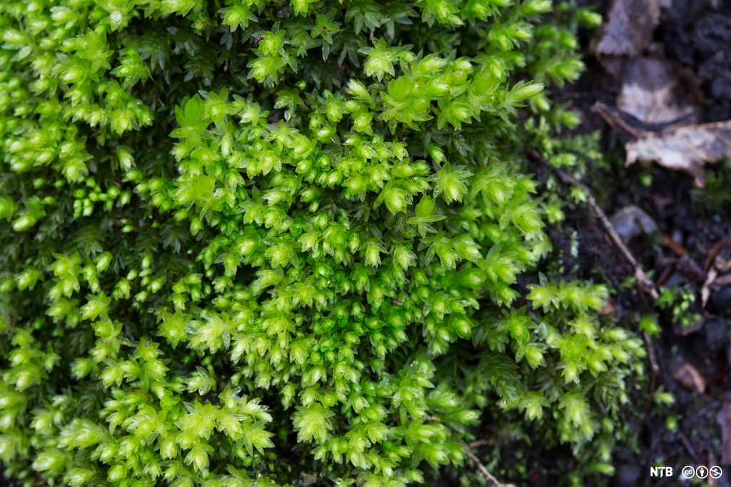 Nærbilde av fagermose. Foto. 