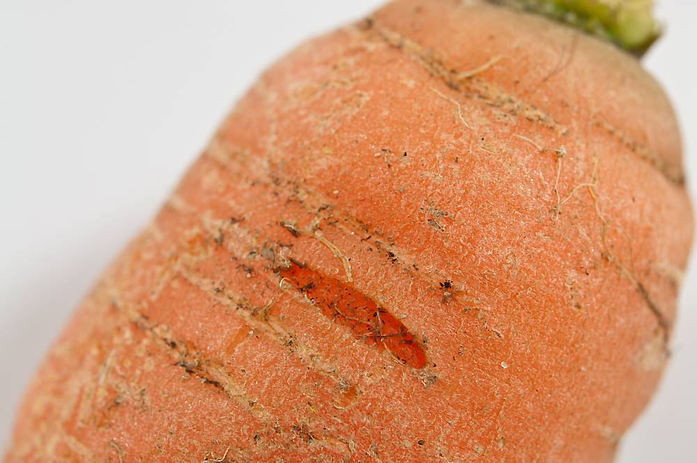 Nærbilde av skade i overflata på ei gulrot. Foto.