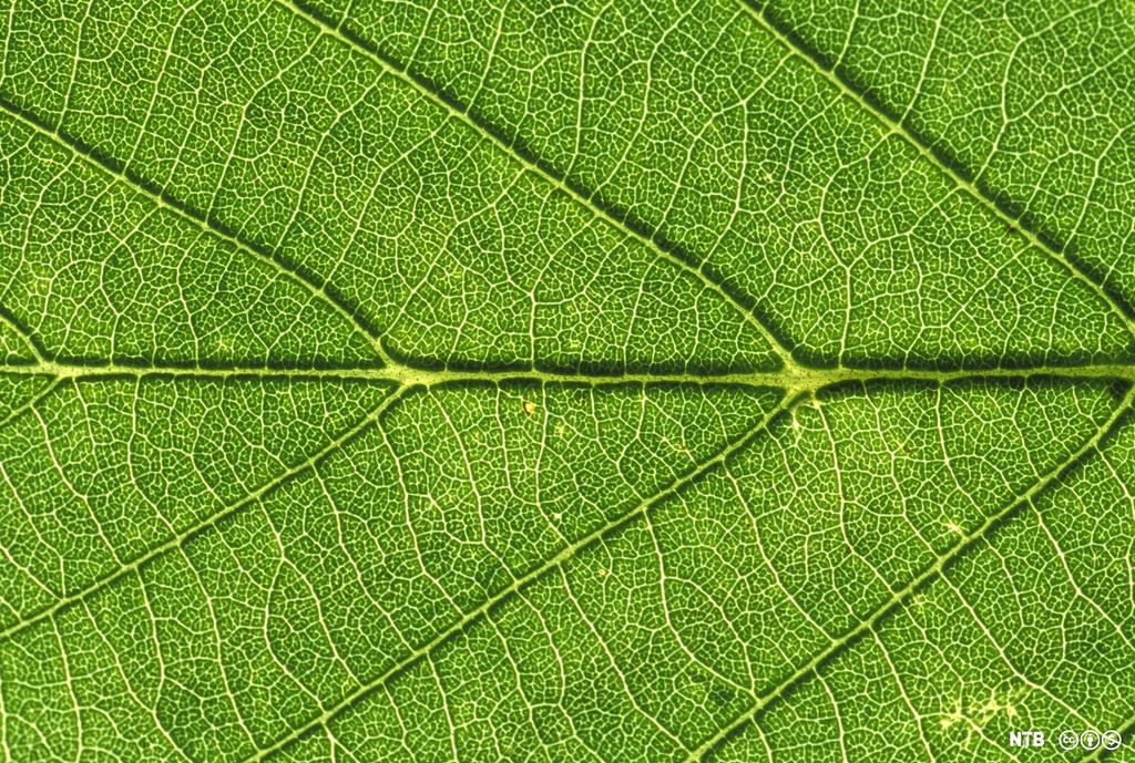 Nærbilde av blad med ledningsvev ("bladnerver"). Foto.