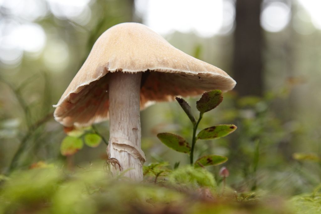 Lys, beige sopp med stor hatt og kraftig fot som vokser opp fra grønn skogbunn. Bildet viser noe av lamellene på undersiden av hatten. Foto.
