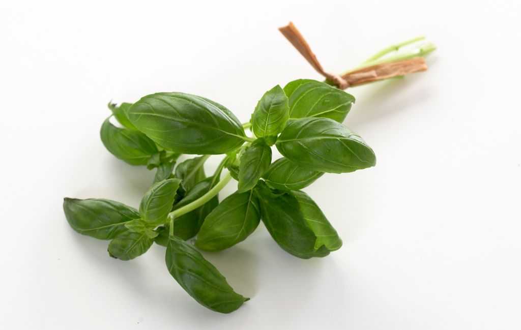 Ein liten bunt frisk basilikum. Foto.