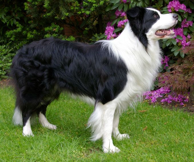 Tjeehpes jïh veelkes Border-collie-bïenje ålkone. Guvvie.