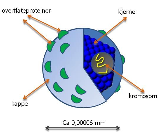 Virus med overflateprotein, kjerne, kromosom, kappe og millimetermål.Illustrasjon.